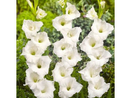 Гладиол large-flowered Alexandra the Great - 1 бр.