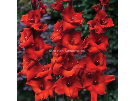 Гладиол Gladiolus Brown Sugar 1 бр