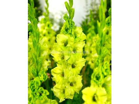 гладиол (Gladiolus) Evergreen