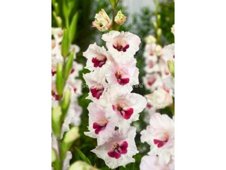 Гладиол (Gladiolus) Fiorentina