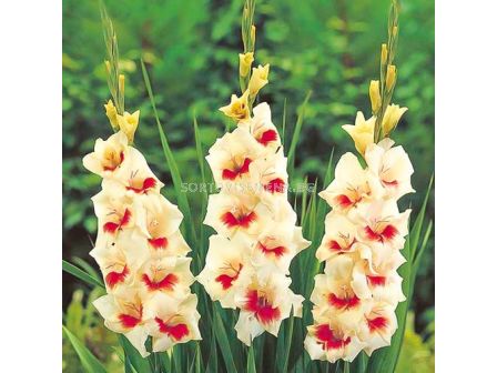 Гладиол Gladiolus Messina 1 бр