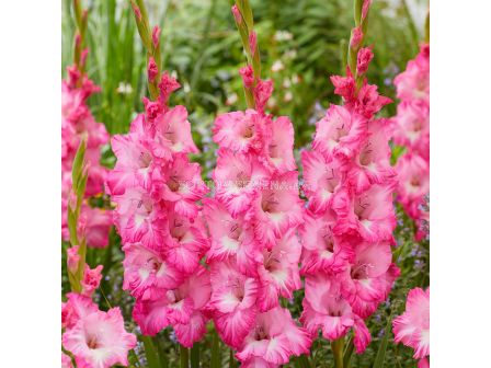 Гладиол large-flowered Violet King - 1 бр.