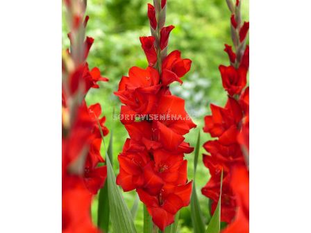 Гладиол Red Balance  - Gladiolus large-flowered Red Balance 1 бр.