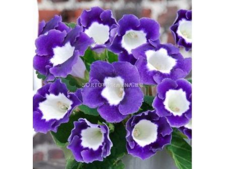 глоксиния  Princess Elisabeth (размер 3/4) - gloxinia Princess Elisabeth (size 3/4)