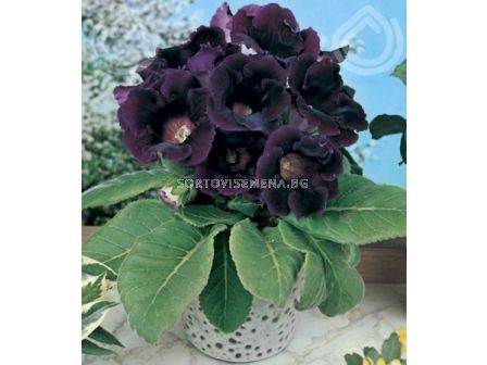 Глоксиния (Gloxinia) Hollywood- 3/4