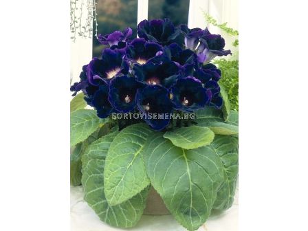 Глоксиния (Gloxinia) Prince Albert (размер 3/4)