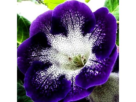 Глоксиния (Gloxinia) Tigrina Blauw (размер 3/4)