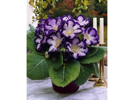 Глоксиния (Gloxinia) Tigrina Blue - 3/4 