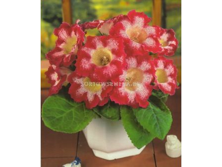 Глоксиния (Gloxinia) Tigrina Red - 3/4