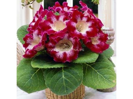 Глоксиния (Gloxinia) Tigrina Rood (размер 3/4)