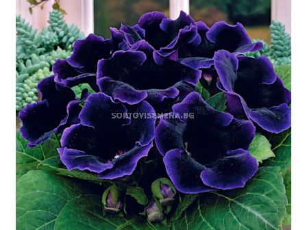 Глоксиния (Gloxinia) Violacea - 3/4 