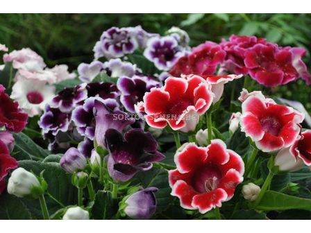 РАЗПРОДАЖБА НА ГЛОКСИНИИ - 20 БР.(МИКС) ЗА 20 ЛВ.