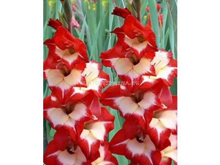 гладиол Rolinka - gladiolus Rolinka