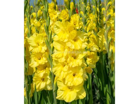 Гладиол /'Bra Val' /1 бр - sortovisemena.bg Гладиол /'Bra Val' /1 бр