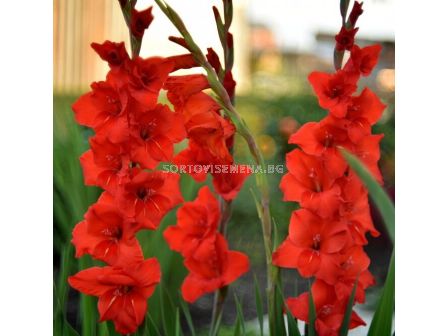 Гладиол large-flowered Fortuna - 1 бр.