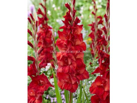 Гладиол large-flowered Amiga - 1 бр.