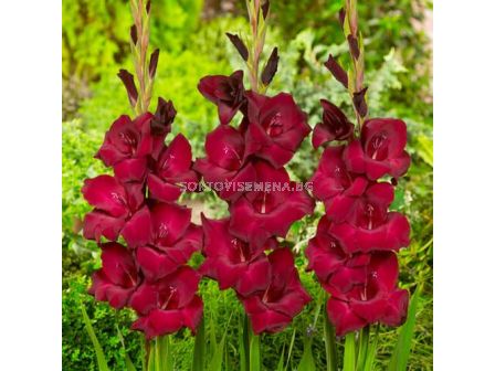 Гладиол large-flowered At Night - 1 бр.