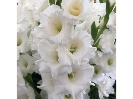 Гладиол Mount Everest/ large-flowered - 1 бр.
