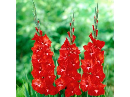 Гладиоли Трейдърхорн / Traderhorn Gladiolus / 1 бр 