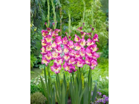 Гладиол large-flowered Extravert - 1 бр.