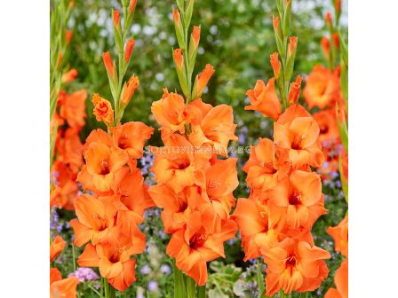 Гладиол large-flowered Prince of Orange - 1 бр.