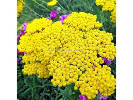 Равнец -жълт /Achillea Millef. Yellow/ 1 бр