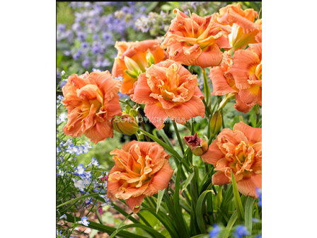 Хемерокалис Congo Coral/ HEMEROCALLIS - 1 брой