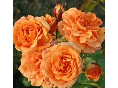 Роза Bentheimer Gold (Малка храстова роза) - серия RigoRosen - Kordes - 1 брой - 2