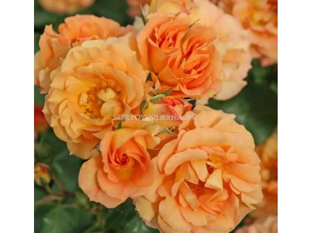 Роза Bentheimer Gold (Малка храстова роза) - серия RigoRosen - Kordes - 1 брой - 1