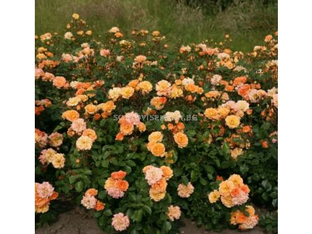 Роза Bentheimer Gold (Малка храстова роза) - серия RigoRosen - Kordes - 1 брой - 3