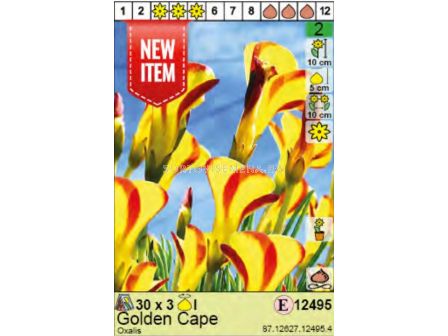 Оксалис/ Oxalis Golden Cape- Пакет: 1 оп.- 3 бр.