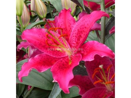 Лилиум ORIENTAL Gomera 14/16 - 1 бр.
