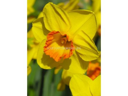 Нарцис/ Narcissi large-cupped Goldflake - 1 бр.