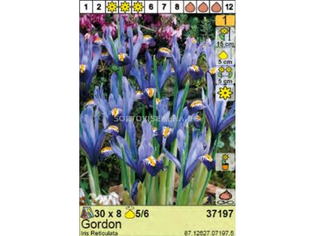 Ирис Reticulata Gordon - пакет: 1 оп. - 8 бр.
