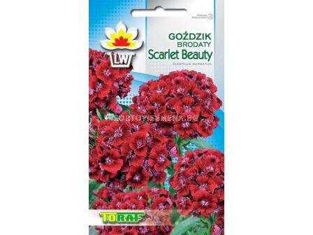 Семена Китайски карамфил/ Scarlet Beauty/ TF-1 гр - sortovisemena.bg Семена Китайски карамфил/ Scarlet Beauty/ TF-1 гр