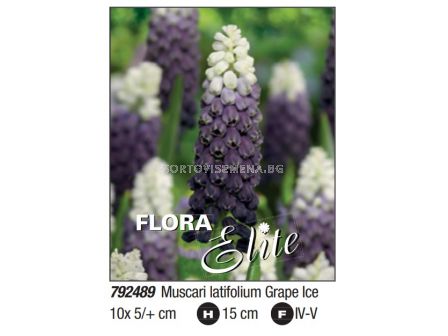 Мускари/ Muscari latifolium Grape Ice - Пакет: 1 оп. - 10 бр.