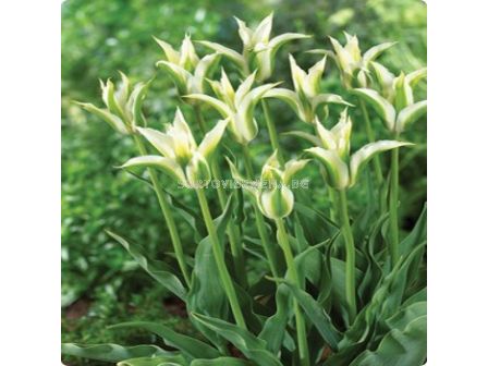 Лале/ Tulip lily-flowered Greenstar - 1 бр.