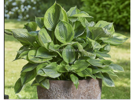 Хоста Green Patriot/ Hosta - 1 брой