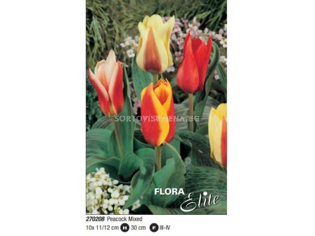 Лале микс/ Tulipa greigii mixed - Пакет: 1 оп. - 10 бр.