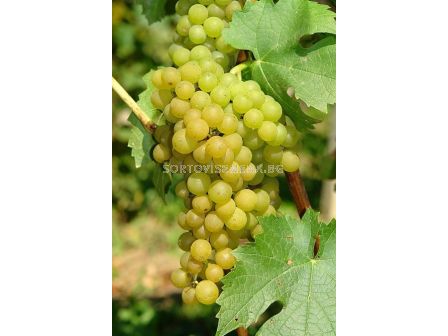 Соларис – бяло грозде (Vitis Vinifera Solaris) 