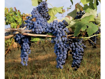 Грозде (Vitis Vinifera Maréchal Foch)	