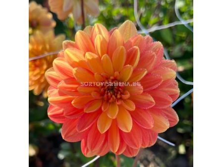 Далия Graceland - 1 бр.