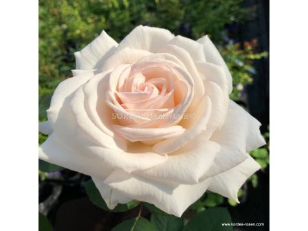 Роза Gräfin Elke zu Rantzau - 1 брой - 1