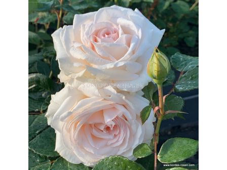 Роза Gräfin Elke zu Rantzau - 1 брой - 2