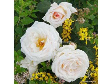 Роза Gräfin Elke zu Rantzau - 1 брой - 4