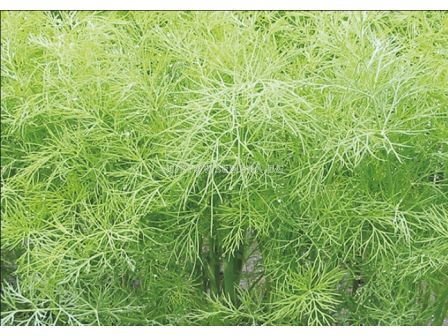 Копър Грийн Слийвс - Green Sleeves