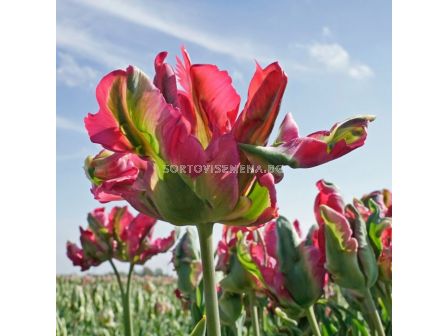 Лале Green Wave 1 бр 