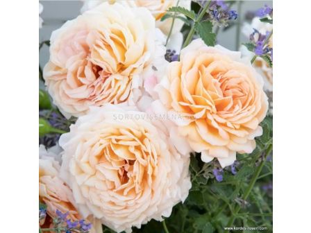 Роза Großherzogin Luise (хибридна чаена роза) - серия Parfuma-Kordes- 1 брой - 2