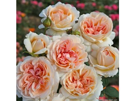 Роза Großherzogin Luise (хибридна чаена роза) - серия Parfuma-Kordes- 1 брой - 3