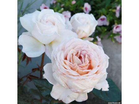 Роза Großherzogin Luise (хибридна чаена роза) - серия Parfuma-Kordes- 1 брой - 6